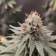 Sherbet