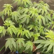 Grape Pie 🍇 *Clone/1