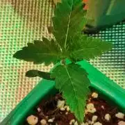 Special Queen #1