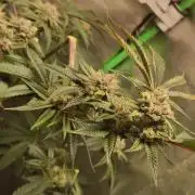 Mimosa #1