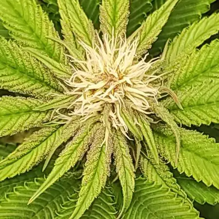 Pineapple Express