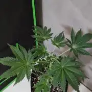 Lambeijax #3