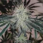 White Widow x Freakshow