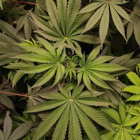 Gelato 41 #2