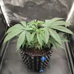 Gelato 41 #4