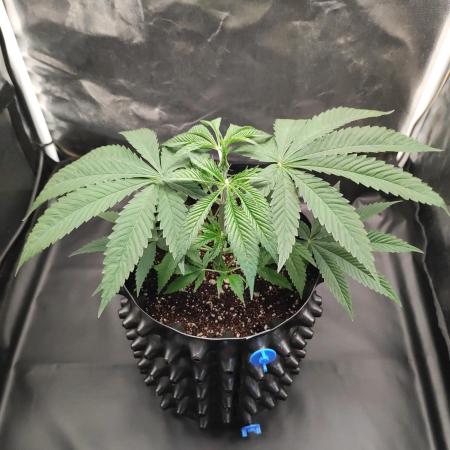 Gelato 41 #4