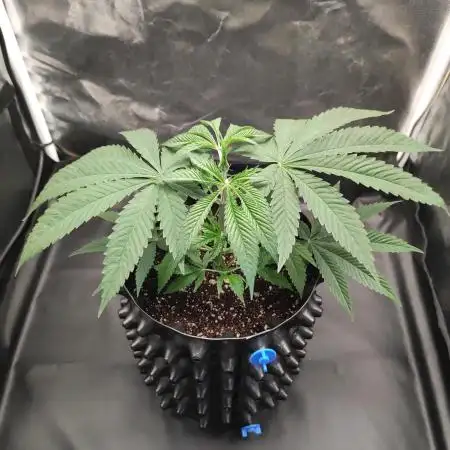 Gelato 41 #4