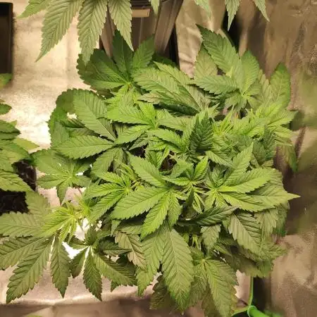 Tangie