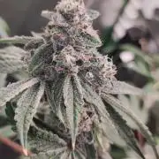 Grape Pie #1