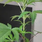 Strawberry Cough