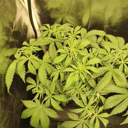 Legendary OG Punch