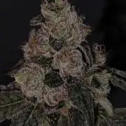Grape Pie