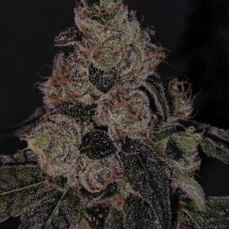 Grape Pie