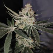 Gelato 41 #3