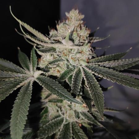 Gelato 41 #3