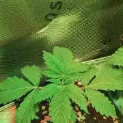 Gorilla Candy