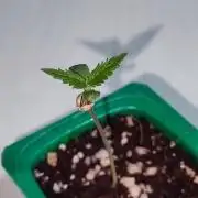 Special Queen #1