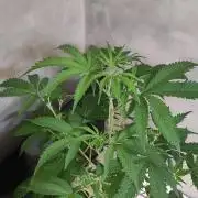 Garlotti #1