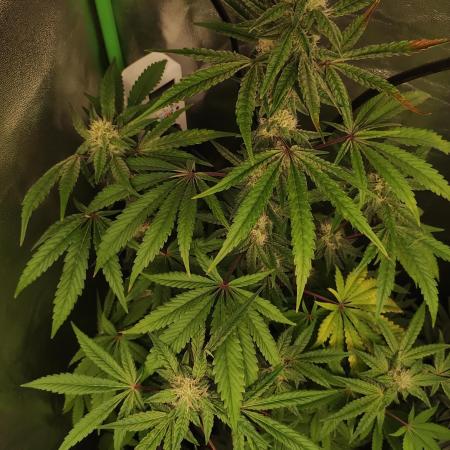 Lambeijax #Santa Maria