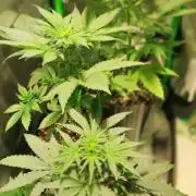 Skywalker Haze