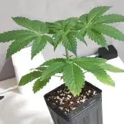 Gorilla Candy