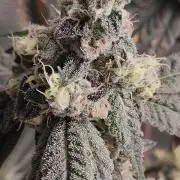 Grape Pie