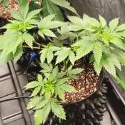 Special Queen #1