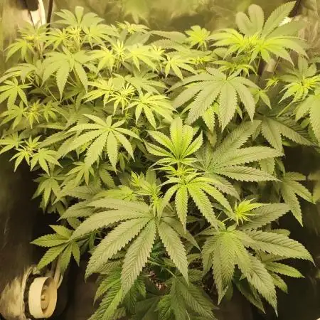 Gelato 41 #3