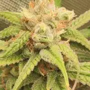 Skywalker Haze