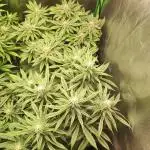 Tangie