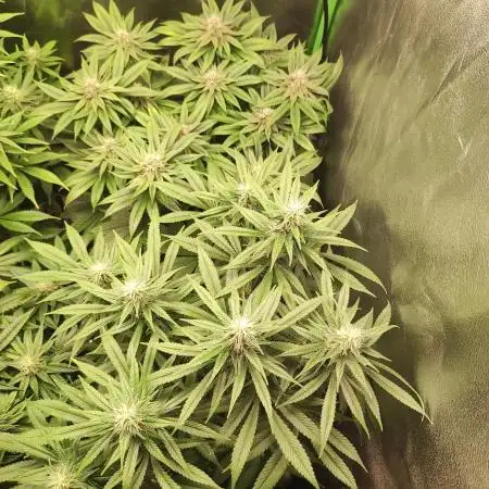 Tangie