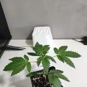 Grape Pie