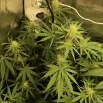 Tutti-Frutti  #Santa Maria