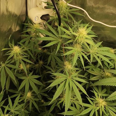 Tutti-Frutti #Santa Maria