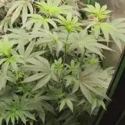 Mimosa