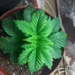 Marul kush