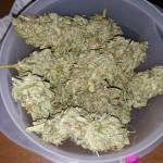 West Coast OG 