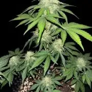 Frostbanger autos