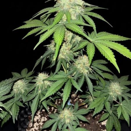 Frostbanger autos