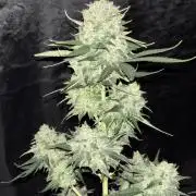 Frostbanger autos