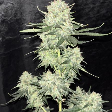 Frostbanger autos