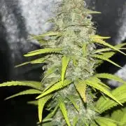 Pound Cake auto