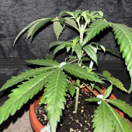 Critical Neville Haze 2.0