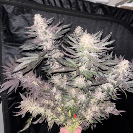 White Truffel