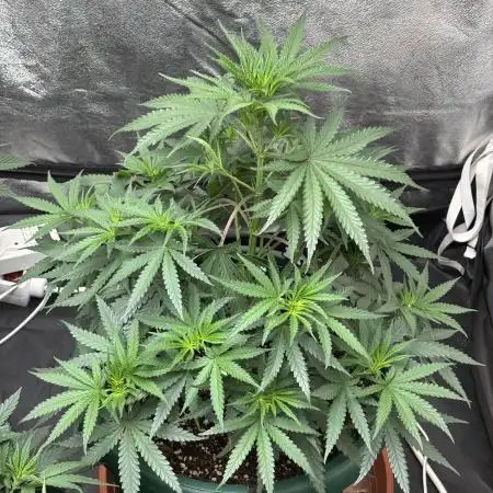 Blueberry Muffin by Humboldt