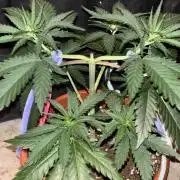 Critical Neville Haze 2.0