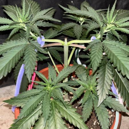 Critical Neville Haze 2.0