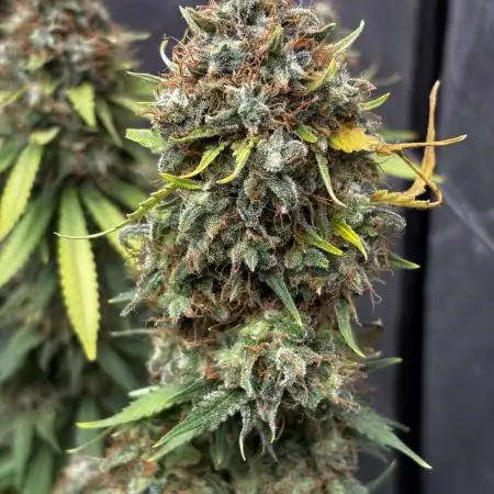 Amnesia Dulce 33- Monkey 🐒 Genetics
