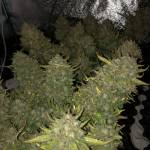 Fast Buds Mix