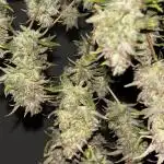 Blueberry Muffin by Humboldt